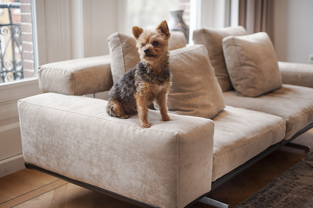 Zoomed project image